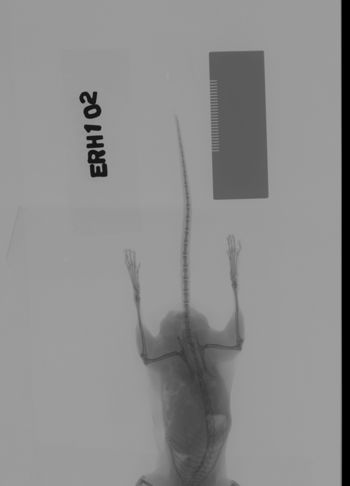Media type: image;   Mammalogy 69540 Description: Xray of mouse.;